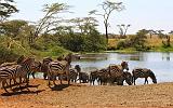 TANZANIA - Serengeti National Park - 066